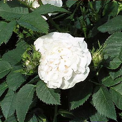 Rosa x alba 'Alba Maxima' - Shoot
