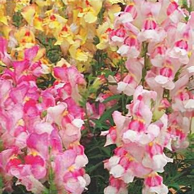 Antirrhinum Antirodora Series, mixed