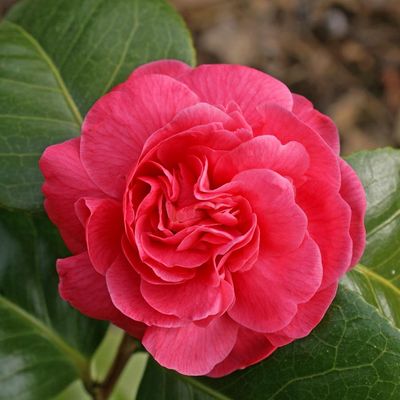 Camellia japonica 'Blood of China' - Shoot