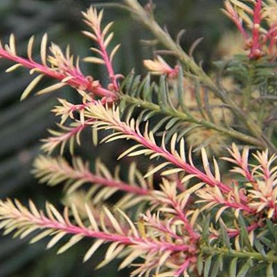 thuja occidentalis brabant pflanzen Thuja 