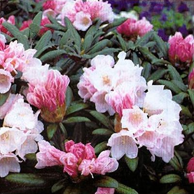 Rhododendron yakushimanum 'Edelweiss' - Shoot