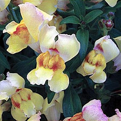 Antirrhinum 'Antirodora Yellow'