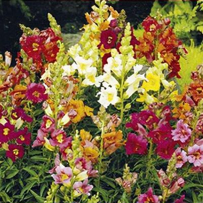 Antirrhinum Spangles Series, mixed