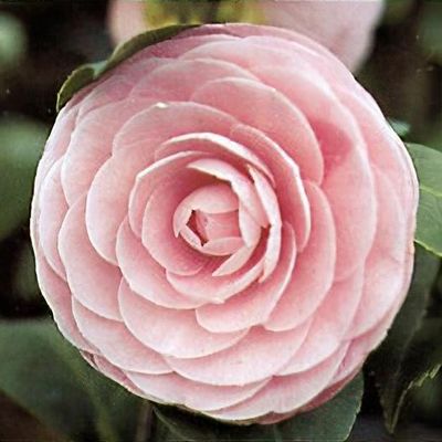 Camellia japonica 'Desire' - Shoot