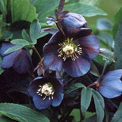 Helleborus x hybridus 'Apple Blossom' - Shoot