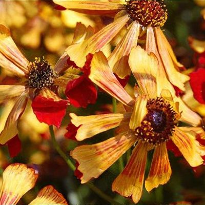 Coreopsis 'Sea Shells Red'