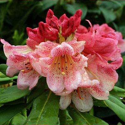 Rhododendron 'Firelight' - Shoot