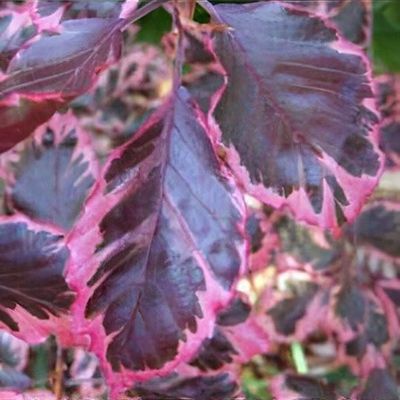 Fagus sylvatica 'Black Swan' - Shoot