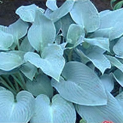 Hosta 'Canadian Blue' - Shoot