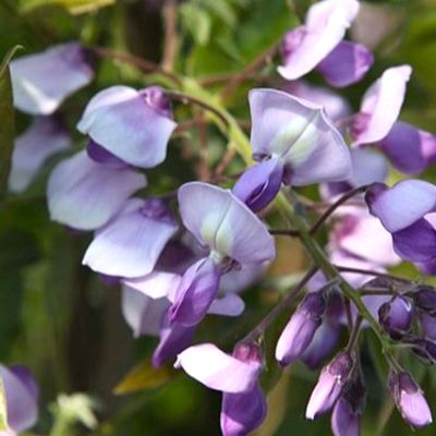 Wisteria brachybotrys 'Okayama' - Shoot