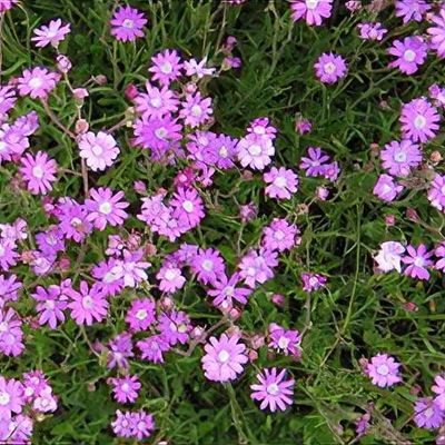 Senecio polyodon