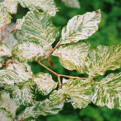glanzmispel red robin bienenfreundlich Glanzmispel Red Robin (Photinia x fraseri 'Red Robin') | 150-175 cm im Topf