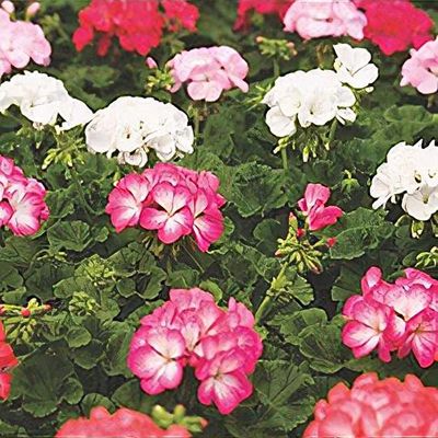 Pelargonium Mont Blanc