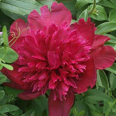 Paeonia lactiflora 'Albert Crousse' - Shoot
