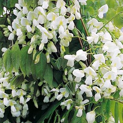 Wisteria brachybotrys 'Okayama' (Silky Wisteria)