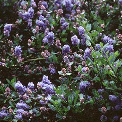 Ceanothus Blue Jeans - Linda Vista Native Plants