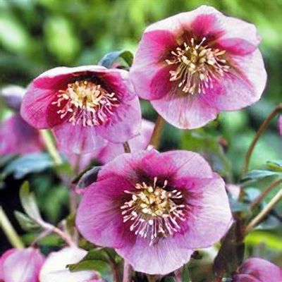 ローズクイーンhyb Helleborus x hybridus 'Pink Lady' (Lady Series) - Shoot
