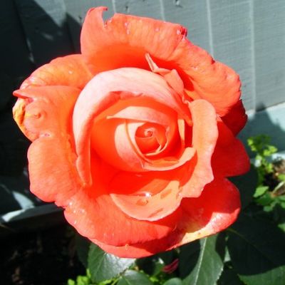 Super star rose on sale