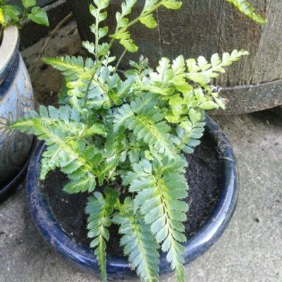 künstliche lärche Terrassendiele Lärche glatt