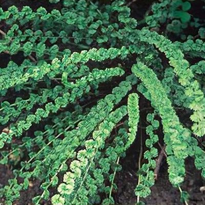 Athyrium filix-femina 'Frizelliae' 
