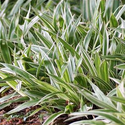 Carex siderosticha 'Variegata' - Shoot