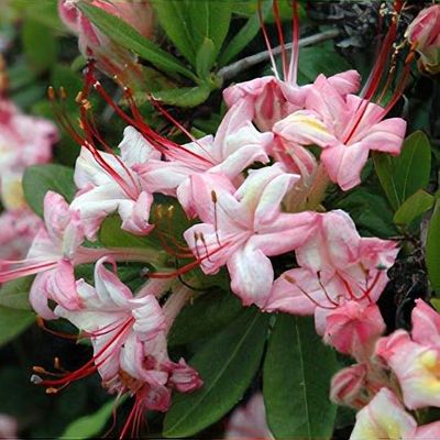 Rhododendron 'Pink and Sweet' - Shoot
