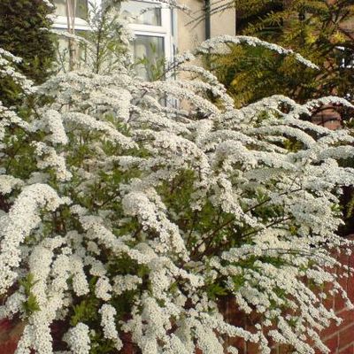 Spiraea x cinerea 'Grefsheim' - Shoot