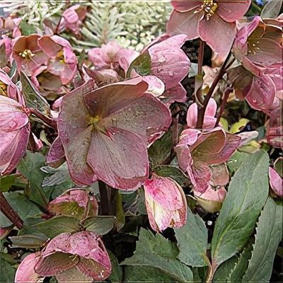 Helleborus x hybridus 'Apple Blossom' - Shoot
