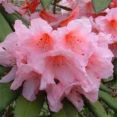 Rhododendron 'Aladdin' - Shoot