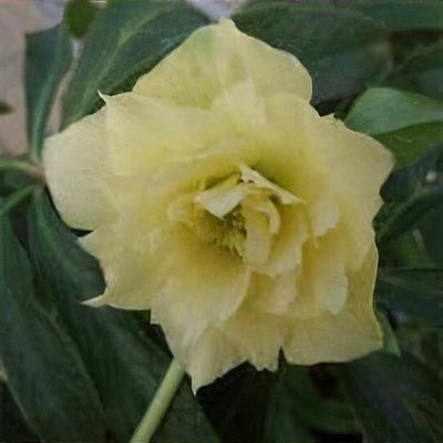 Helleborus x hybridus 'Apple Blossom' - Shoot