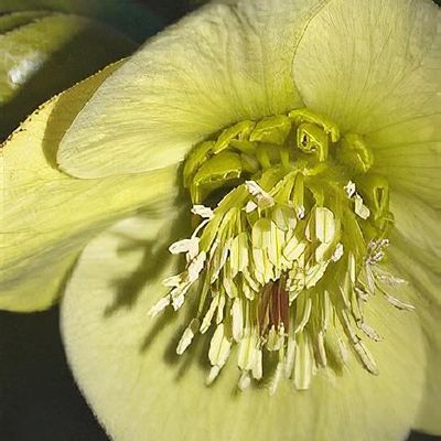 Helleborus x hybridus 'Apple Blossom' - Shoot