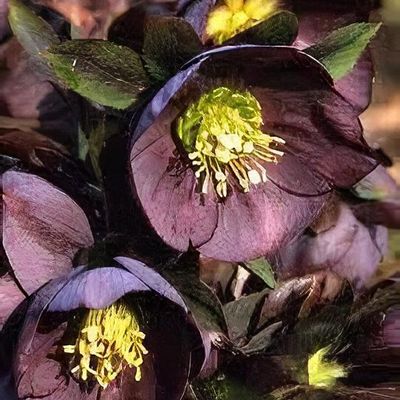 （セール）開催中 人気ブランドも続々プライス Helleborus x hybridus 'Apple Blossom' - Shoot トリートメント