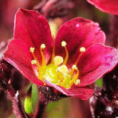 Saxifraga x arendsii 'Touran Scarlet' - Shoot