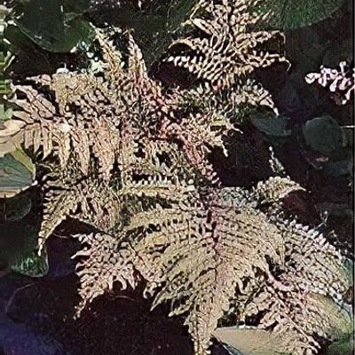 Athyrium otophorum var. okanum