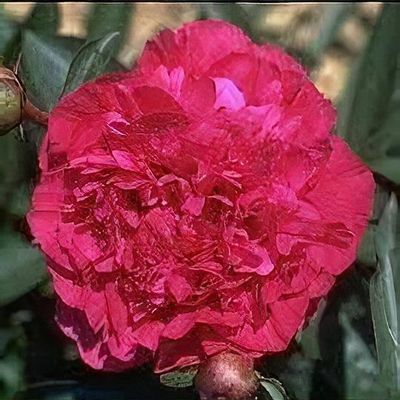 Paeonia lactiflora 'Albert Crousse' - Shoot