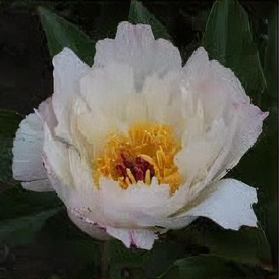 Paeonia lactiflora 'Florence Ellis' - Shoot