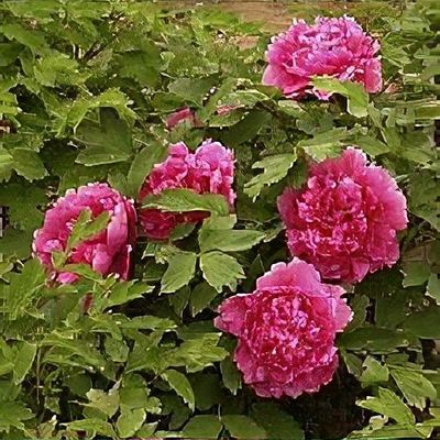 Paeonia lactiflora 'Albert Crousse' - Shoot