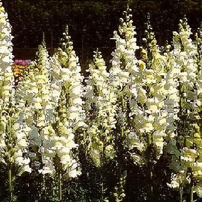 Antirrhinum majus 'Royal Bride'