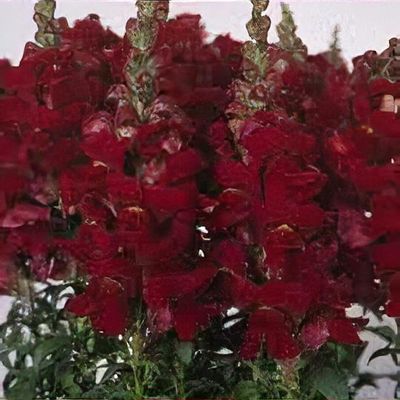 Antirrhinum majus 'Black Prince'