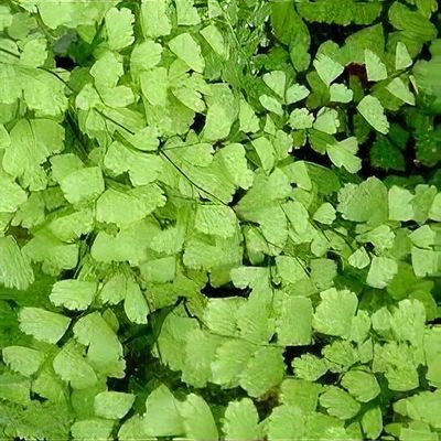 Adiantum raddianum fragrantissimum discount