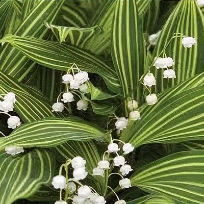 Lily Of The Valley Division - How To Divide A Lily Of The Valley