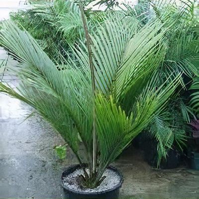 Rhopalostylis sapida - Shoot