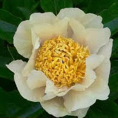 Paeonia lactiflora 　アレドクラシック　イタリア製 Paeonia lactiflora 'Florence Ellis' - Shoot