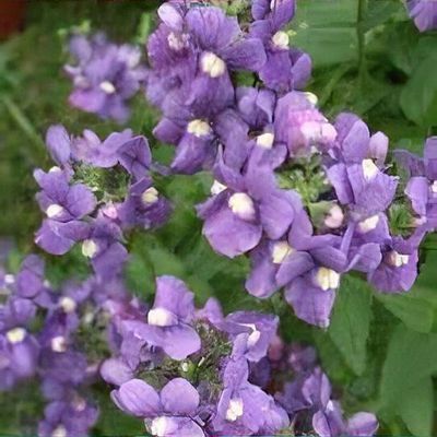 Nemesia 'Amelie' - Shoot