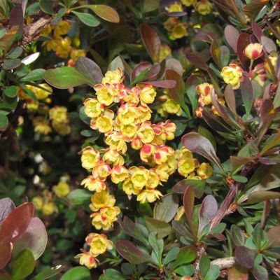 Berberis thunbergii 'Bagatelle' - Shoot