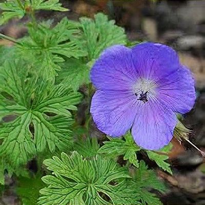 Geranium himalayense 'Baby Blue'