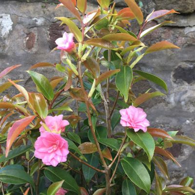 Camellia 'Spring Festival' - Shoot