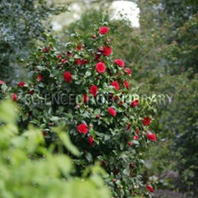 Camellia 'Black Lace' - Shoot