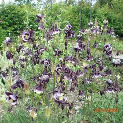 Semi Di Fiori William Guinness Columbine/Aquilegia Vulgaris/Perenne 30 - Italia - Foto 10