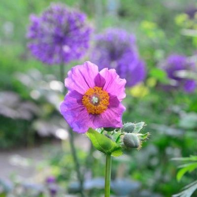 10 Violet Himalayan Poppy (Meconopsis Betonicifolia) Seeds - Rare Blue/Purple Flower Seeds 11 thumbnail image